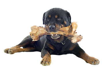 Image showing rottweiler