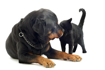 Image showing rottweiler and cat