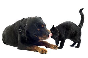 Image showing rottweiler and cat