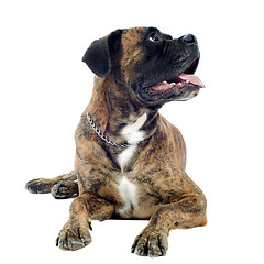 Image showing brown boxer