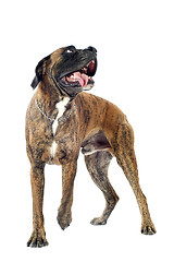 Image showing boxer