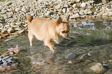 Image showing fat chihuahua in the river