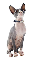 Image showing Sphynx Cat