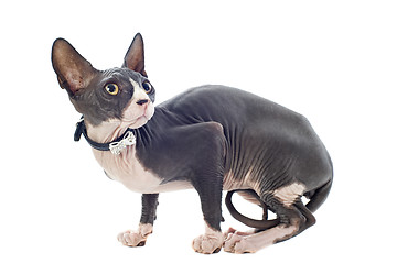 Image showing Sphynx Cat