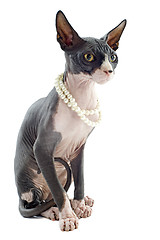 Image showing Sphynx Cat