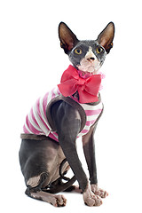 Image showing dressed Sphynx Cat