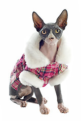 Image showing Sphynx Cat dressed