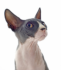 Image showing Sphynx Cat