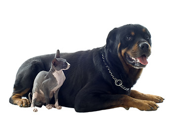 Image showing Sphynx Cat and rottweiler