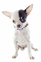 Image showing puppy chihuahua