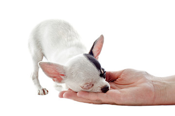 Image showing puppy chihuahua