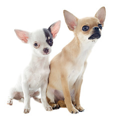 Image showing chihuahuas