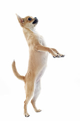 Image showing chihuahua upright