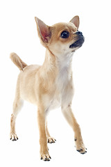 Image showing puppy chihuahua