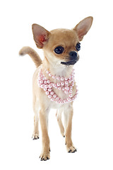 Image showing puppy chihuahua