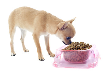 Image showing puppy chihuahua and food bowl