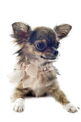 Image showing brindle chihuahua