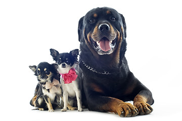 Image showing rottweiler and chihuahuas