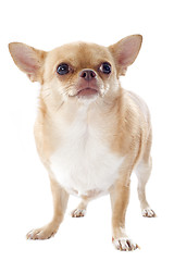 Image showing fat chihuahua