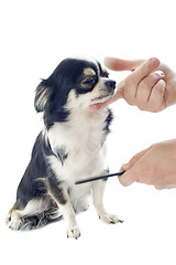 Image showing grooming of chihuahua