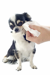 Image showing grooming of chihuahua