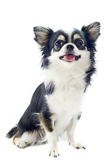 Image showing chihuahua white and black