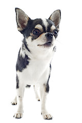 Image showing puppy chihuahua