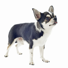 Image showing chihuahua