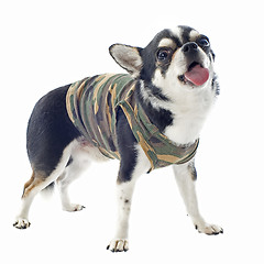 Image showing dressed chihuahua 