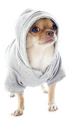 Image showing dressed chihuahua