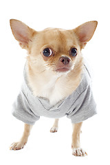 Image showing dressed chihuahua