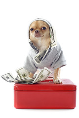 Image showing chihuahua and dollars