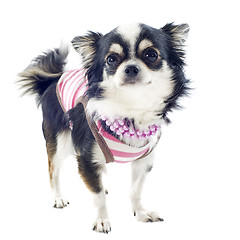 Image showing dressed chihuahua