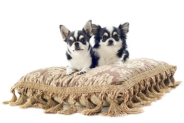 Image showing chihuahuas on cushion