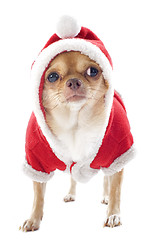 Image showing dressed chihuahua