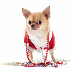 Image showing dressed chihuahua