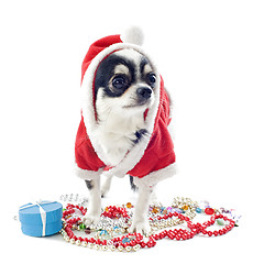 Image showing Santa claus chihuahua