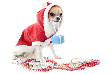 Image showing dressed chihuahua