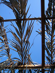 Image showing pergola of palm tree leaves