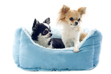 Image showing chihuahuas and dog bed