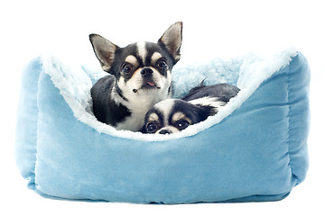 Image showing chihuahuas and dog bed