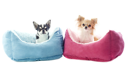 Image showing chihuahuas and dog bed