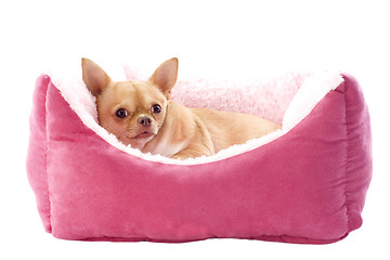 Image showing chihuahua and dog bed