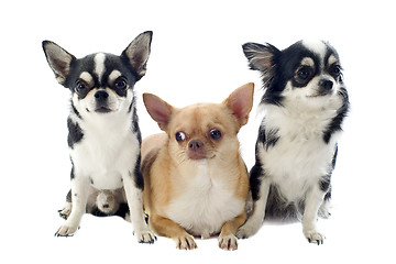 Image showing chihuahuas