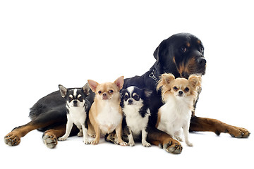 Image showing rottweiler and chihuahuas