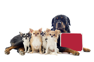 Image showing rottweiler and chihuahuas