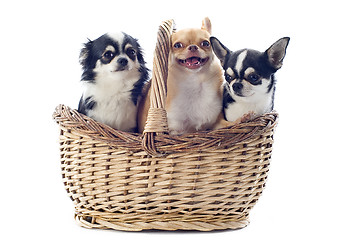 Image showing chihuahuas in basket