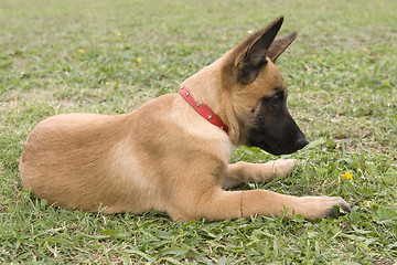 Image showing malinois