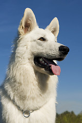 Image showing Swiss shepherd 