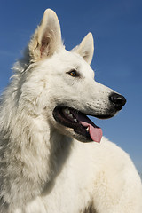 Image showing Swiss shepherd dog